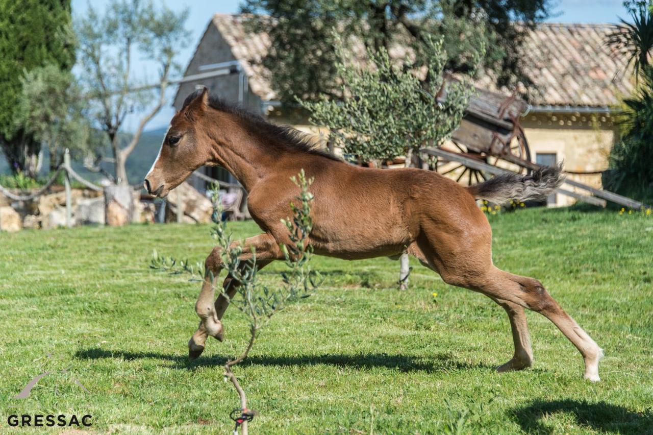 Vila Domaine De Gressac Verfeuil Exteriér fotografie